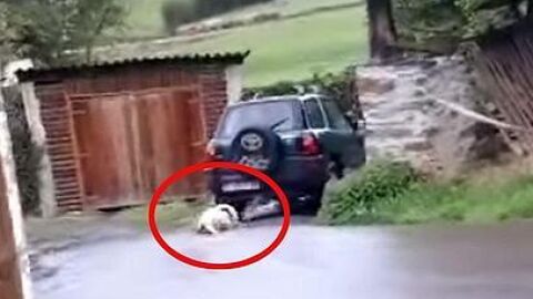 Vecino de Tineo arrastra con su coche a su perro