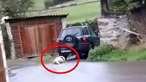 Vecino de Tineo arrastra con su coche a su perro Vecino de Tineo arrastra con su coche a su perro