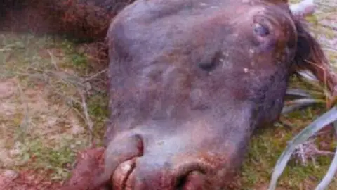 Sorky Imagen de la Asociación Balear de Abogados por los Derechos de los Animales