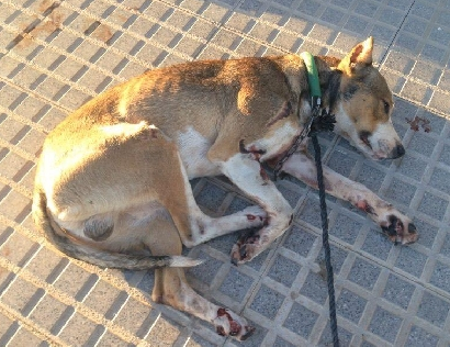 Buscan en La Redondela a dos jóvenes que arrastraron a un perro atado a una moto Buscan en La Redondela a dos jóvenes que arrastraron a un perro atado a una moto