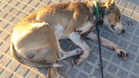 Perro arrastrado en moto en La Redondela