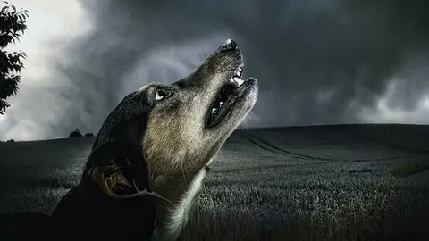 Perro aullando Perro aullando