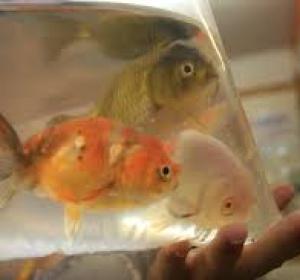 Peces en bolsa Peces en bolsa