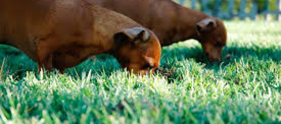 Perros en jardín Perros en jardín