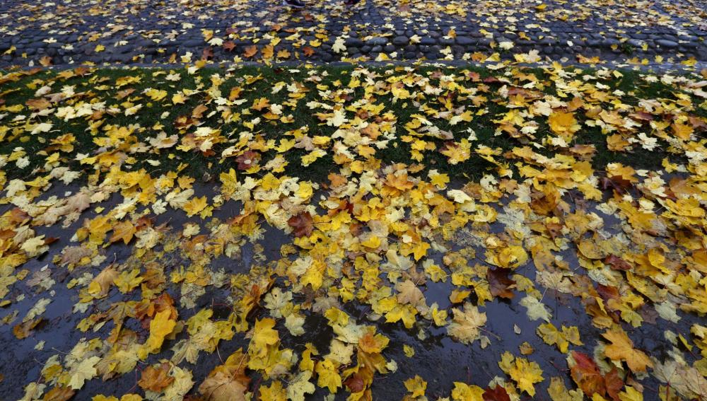 Un camino lleno de hojas caducas