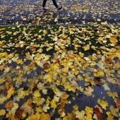 Un camino lleno de hojas caducas