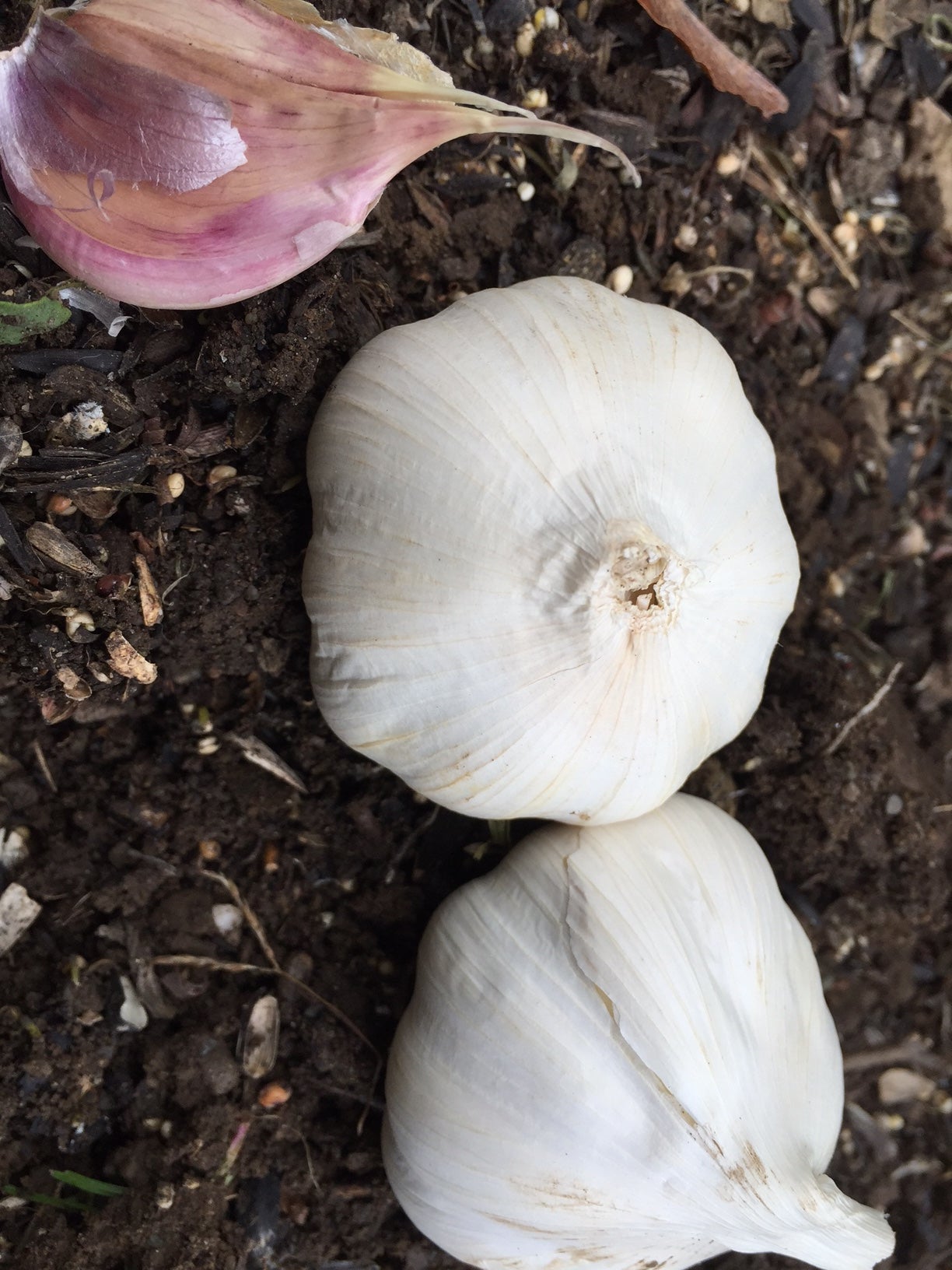 Historias del Valle sin retorno: Dientes de ajo / Garlic cloves