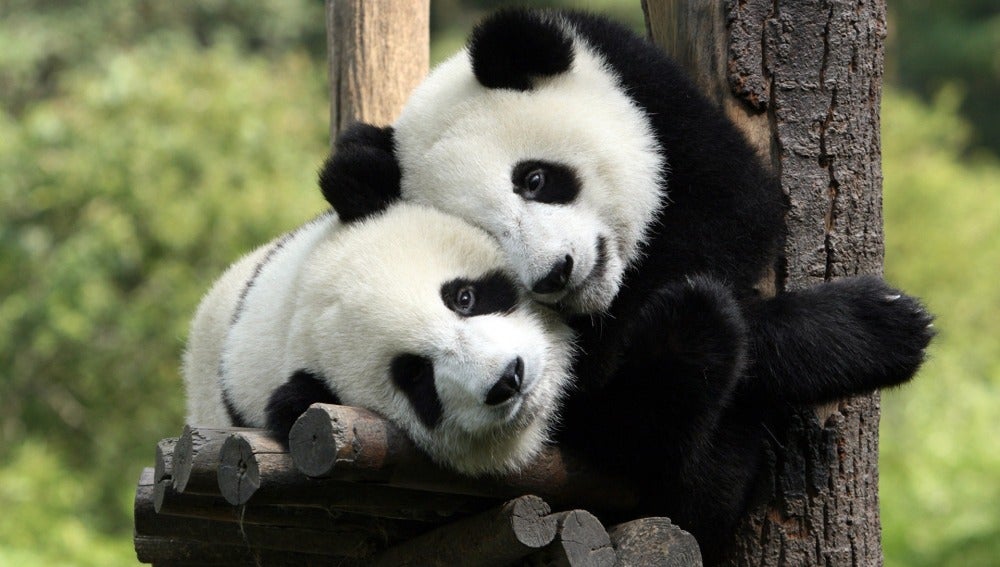 Fusión Ciudadano Ennegrecer El panda gigante y el lince ibérico salen de la lista de especies en  peligro de extinción | Onda Cero Radio
