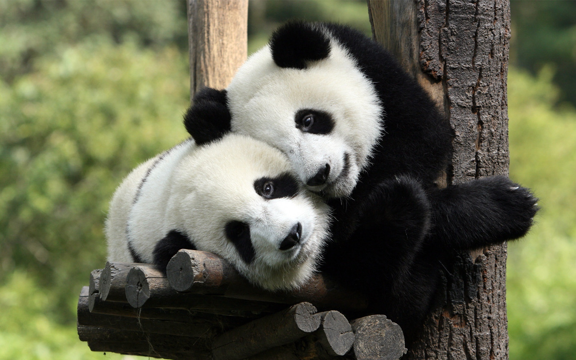 El panda gigante y el lince ibérico salen de la lista de especies en peligro de extinción El panda gigante y el lince ibérico salen de la lista de especies en peligro de extinción