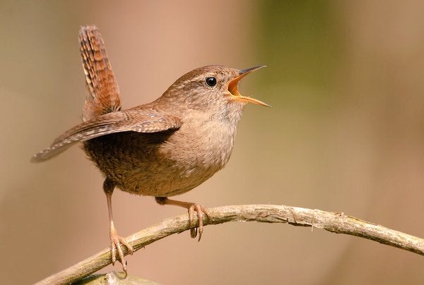 ¿Por qué las aves mastican sus plumas? ¿Por qué las aves mastican sus plumas?