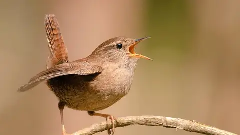Pájaro Chochín Pájaro Chochín