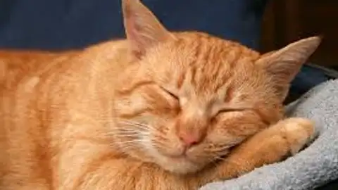 Gato durmiendo Gato durmiendo