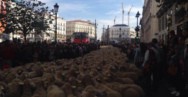 Las ovejas volverán a las calles de Madrid este domingo para celebrar los 600 años de la trashumancia Las ovejas volverán a las calles de Madrid este domingo para celebrar los 600 años de la trashumancia