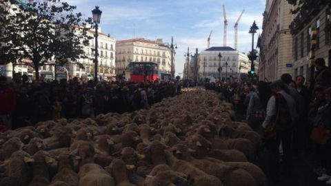 Ovejas por las calles de Madrid