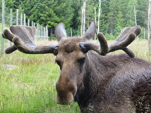 Mata dos alces de un zoo de un disparo Mata dos alces de un zoo de un disparo
