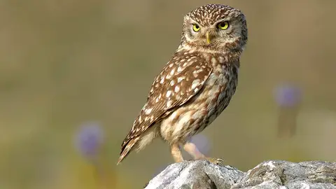 Mochuelo Mochuelo