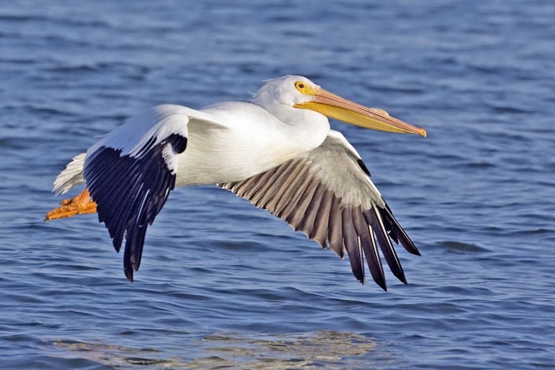 Historias del Valle sin retorno: Pelícano / Pelican Historias del Valle sin retorno: Pelícano / Pelican