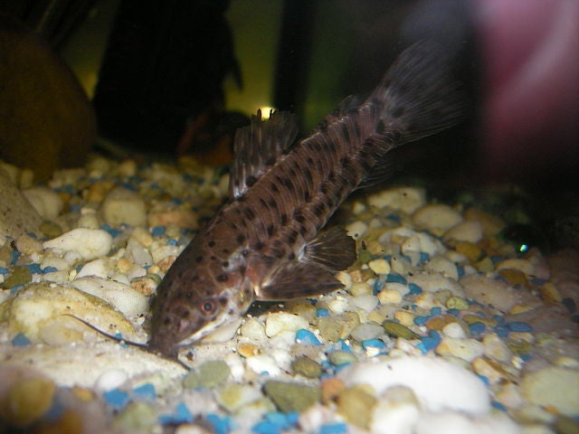 El hoplosternum thoracatum, el pez constructor El hoplosternum thoracatum, el pez constructor