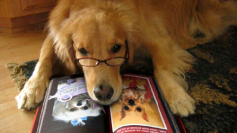 Perro leyendo