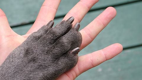 Mano y pata