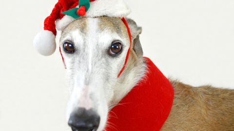 Perro navide&ntilde;o