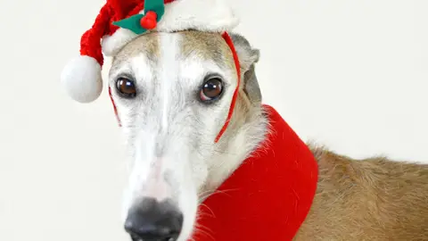 Perro navideño Perro navideño