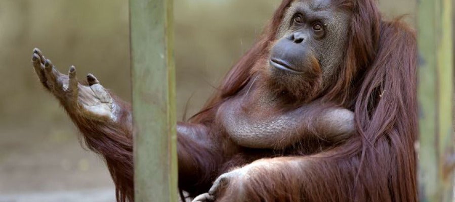 Un orangután ve reconocidos sus derechos como 'persona no humana' Un orangután ve reconocidos sus derechos como 'persona no humana'