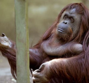 Un orangután ve reconocidos sus derechos como 'persona no humana' Un orangután ve reconocidos sus derechos como 'persona no humana'