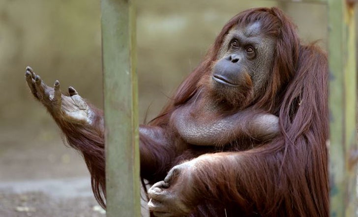 Los orangutanes son capaces de predecir el sabor de los alimentos Los orangutanes son capaces de predecir el sabor de los alimentos