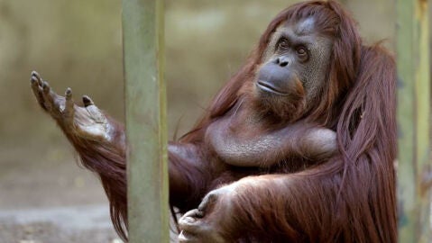 Un orangut&aacute;n ve reconocidos sus derechos como 'persona no humana'