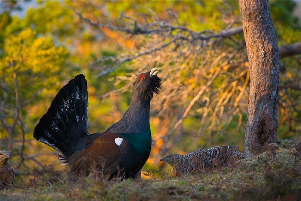 Medio Ambiente declara al urogallo cantábrico especie en ‘situación crítica’ Medio Ambiente declara al urogallo cantábrico especie en ‘situación crítica’
