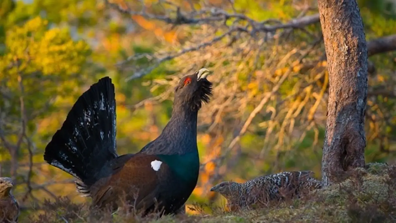 SEO/BirdLife y WWF reclaman medidas para evitar la desaparición del urogallo SEO/BirdLife y WWF reclaman medidas para evitar la desaparición del urogallo