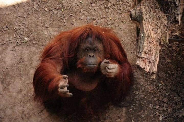 Reconocen los derechos de la orangután Sandra como persona "no humana" Reconocen los derechos de la orangután Sandra como persona "no humana"