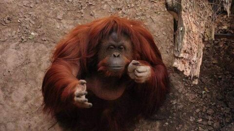 Orangut&aacute;n Sandra