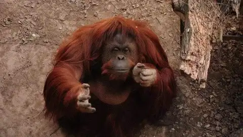 Orangután Sandra Orangután Sandra