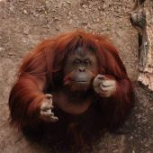 Orangután Sandra