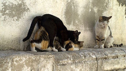 Gatos callejeros