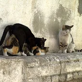 Gatos callejeros Gatos callejeros