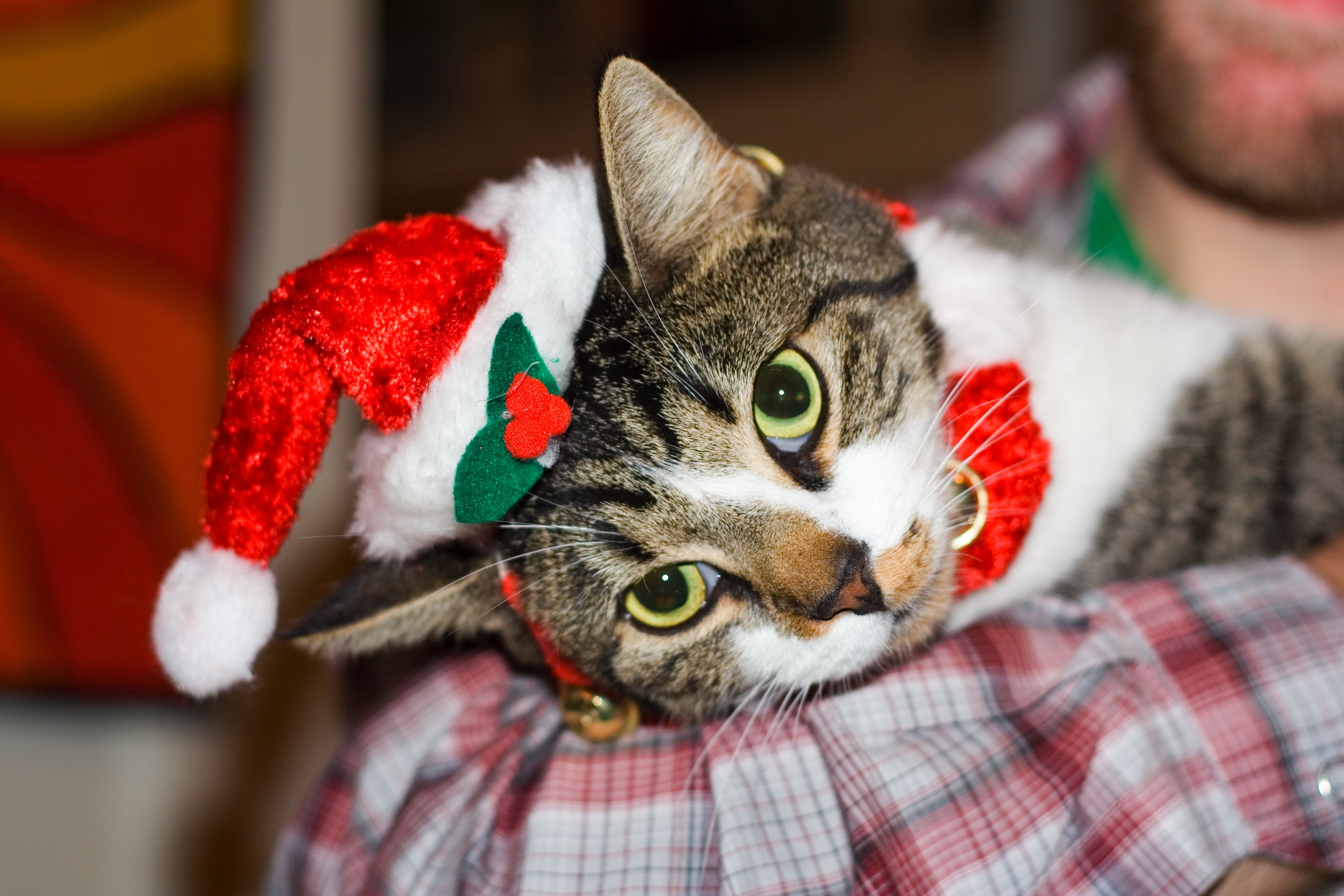 Gato vuelve a casa por Navidad tras 7 años perdido Gato vuelve a casa por Navidad tras 7 años perdido