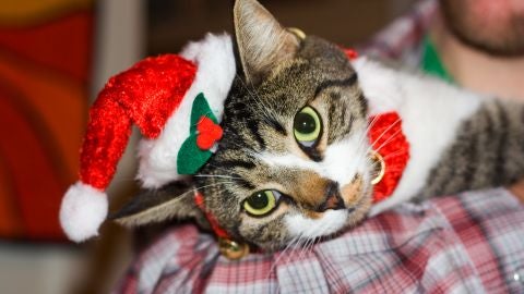 Gato navide&ntilde;o