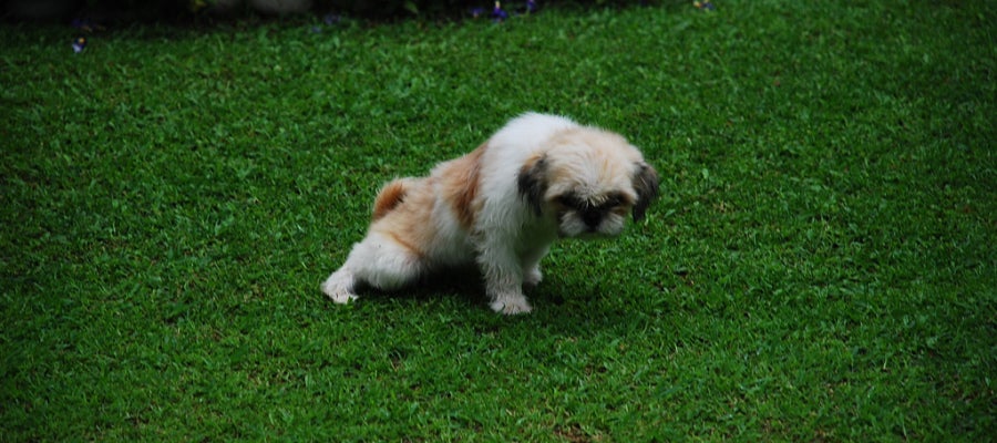 Cachorro Cachorro