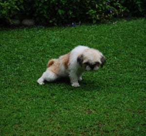 Cachorro Cachorro