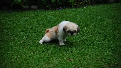 Cachorro Cachorro