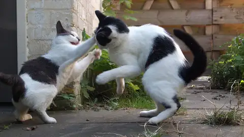 Gatos peleando Gatos peleando