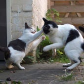Gatos peleando