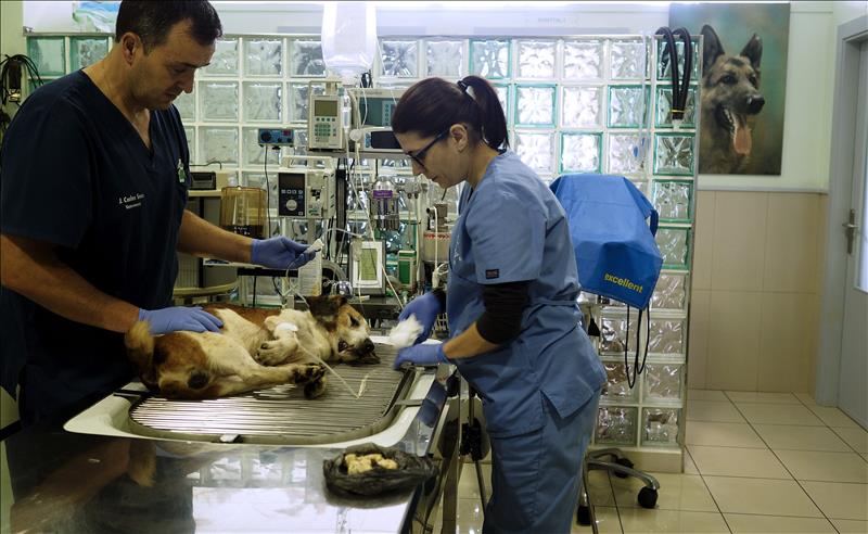 "Si yo fuera la facultad de Veterinaria iría a por la persona que ha escrito eso" "Si yo fuera la facultad de Veterinaria iría a por la persona que ha escrito eso"
