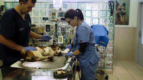 Dos veterinarios en una cl&iacute;nica 