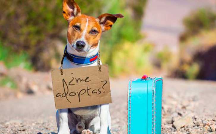 Trabajo muchas horas fuera de casa ¿puedo adoptar un perro? Trabajo muchas horas fuera de casa ¿puedo adoptar un perro?