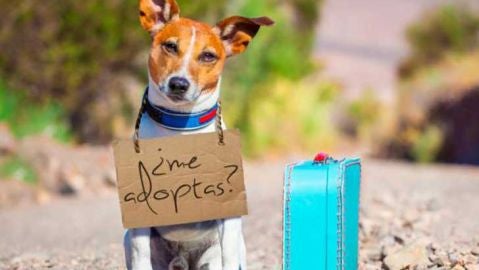 Ideas para adoptar a un animal 