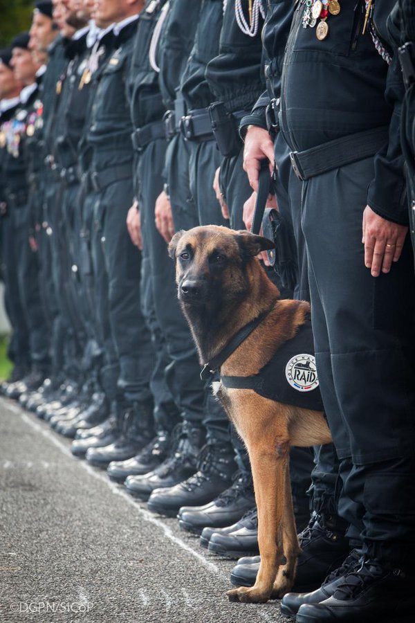 Perros clonados para servir en la Policía Rusa Perros clonados para servir en la Policía Rusa